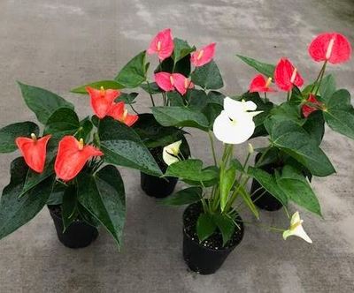 5" Anthurium Assortment